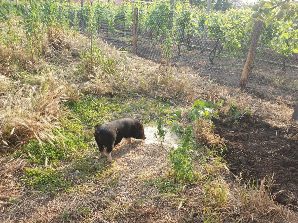 Penzion Jako Vino Bulhary Extérieur photo